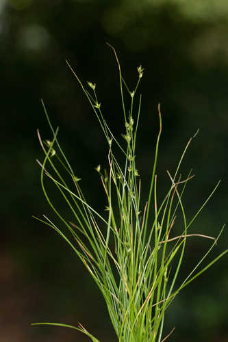 Carex appalachica #35